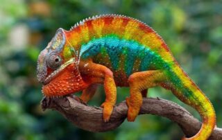 A colorful chameleon is sitting on a branch, showcasing its ability to blend seamlessly into its surroundings.